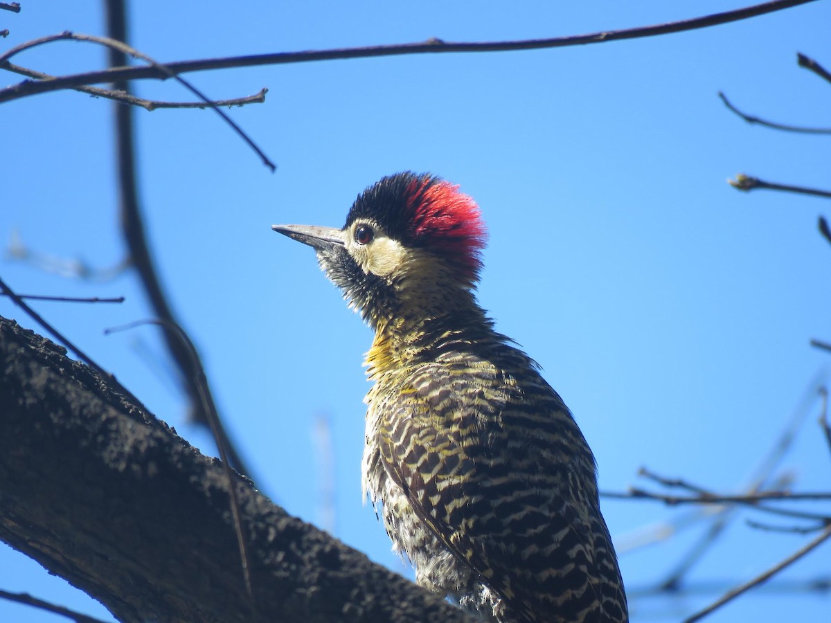 Green-barred Woodpecker (Golden-breasted) - ML644621828
