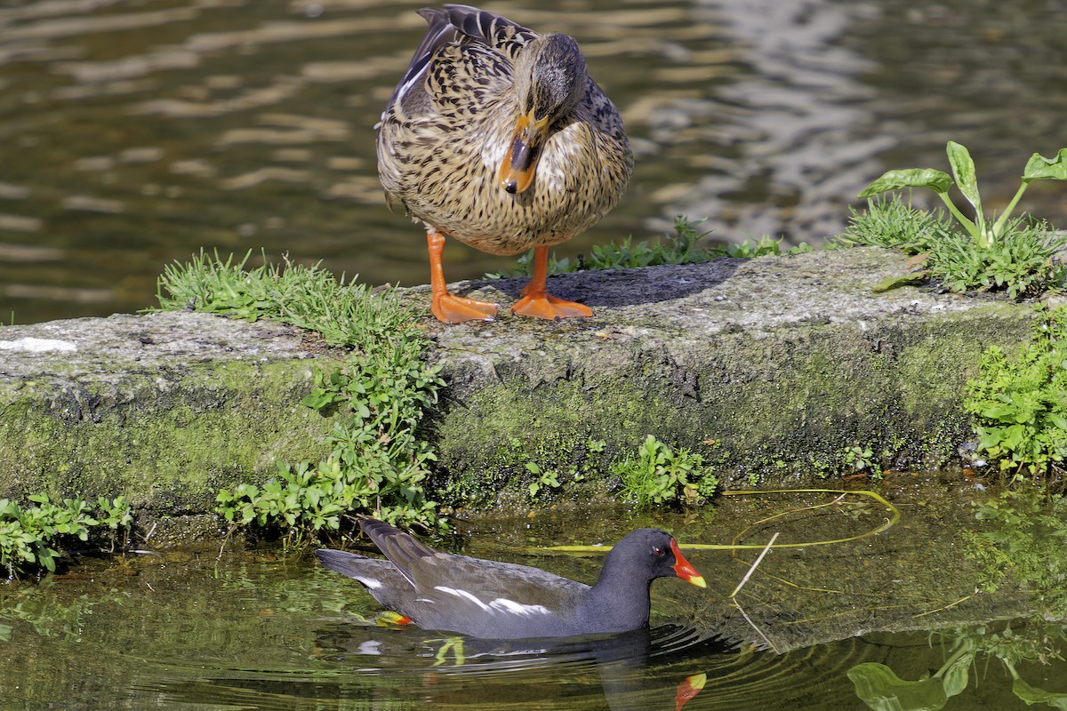 Eurasian Moorhen - ML644621835