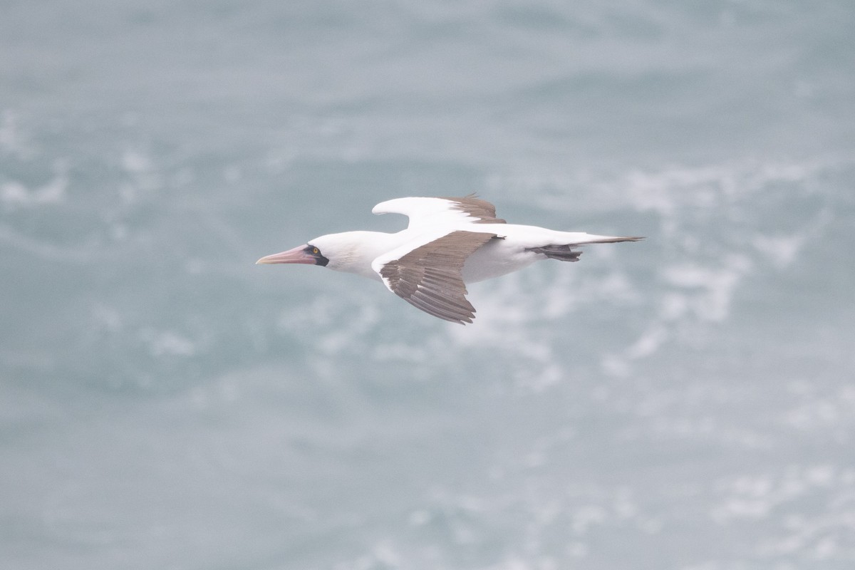 Nazcatölpel - ML644621838