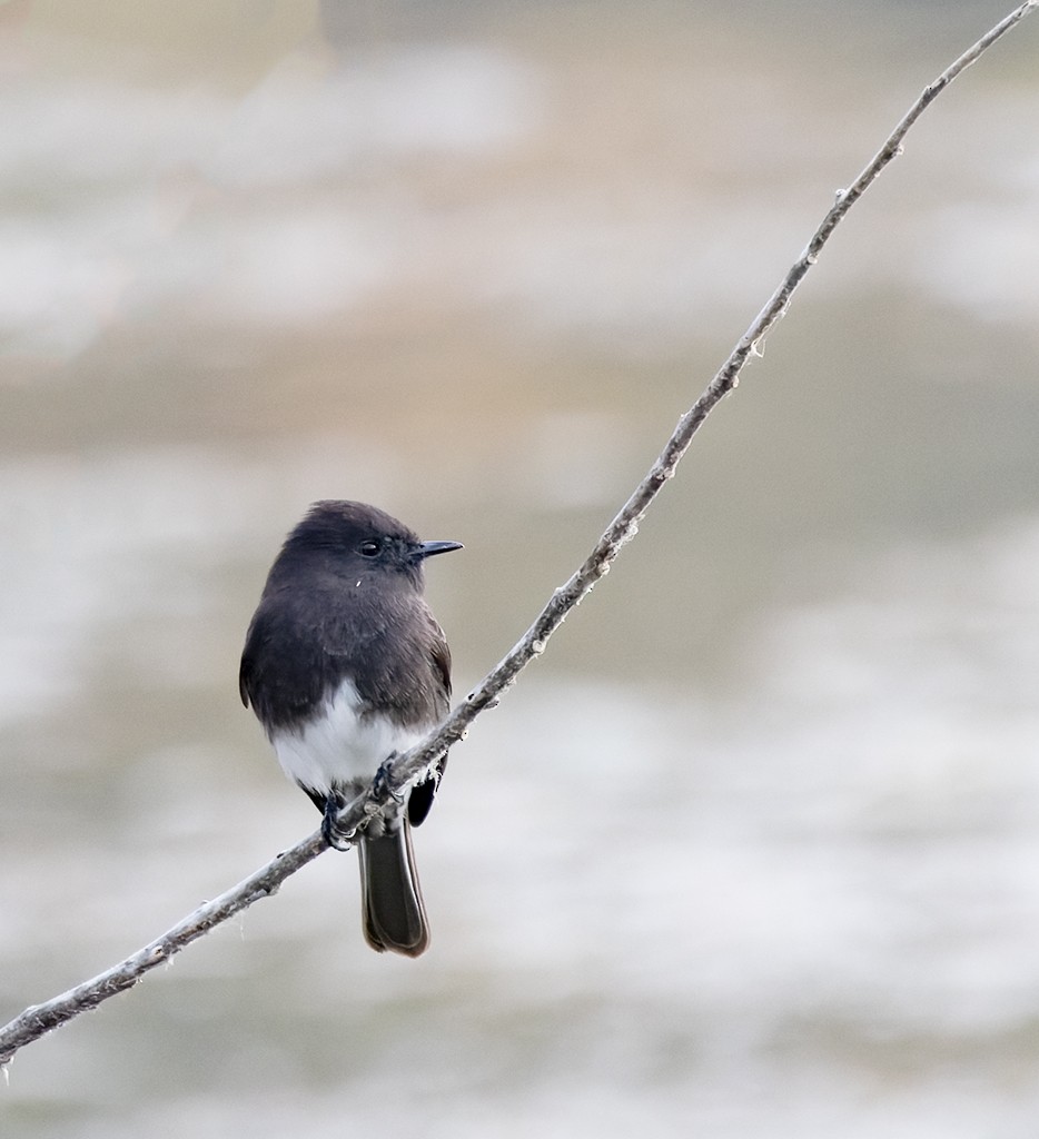 Mosquero Negro (grupo nigricans) - ML644621839