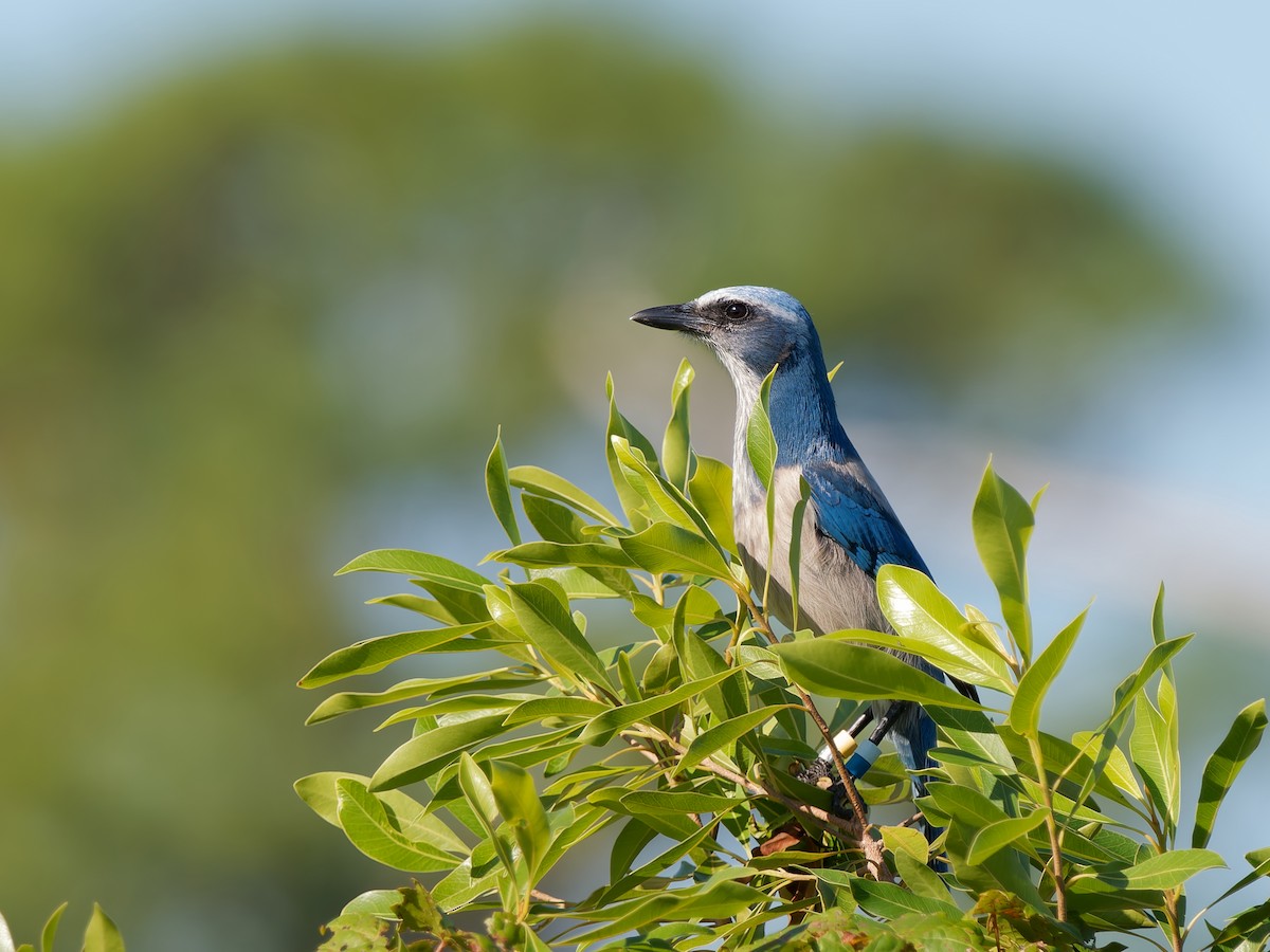 Florida Scrub-Jay - ML644621850