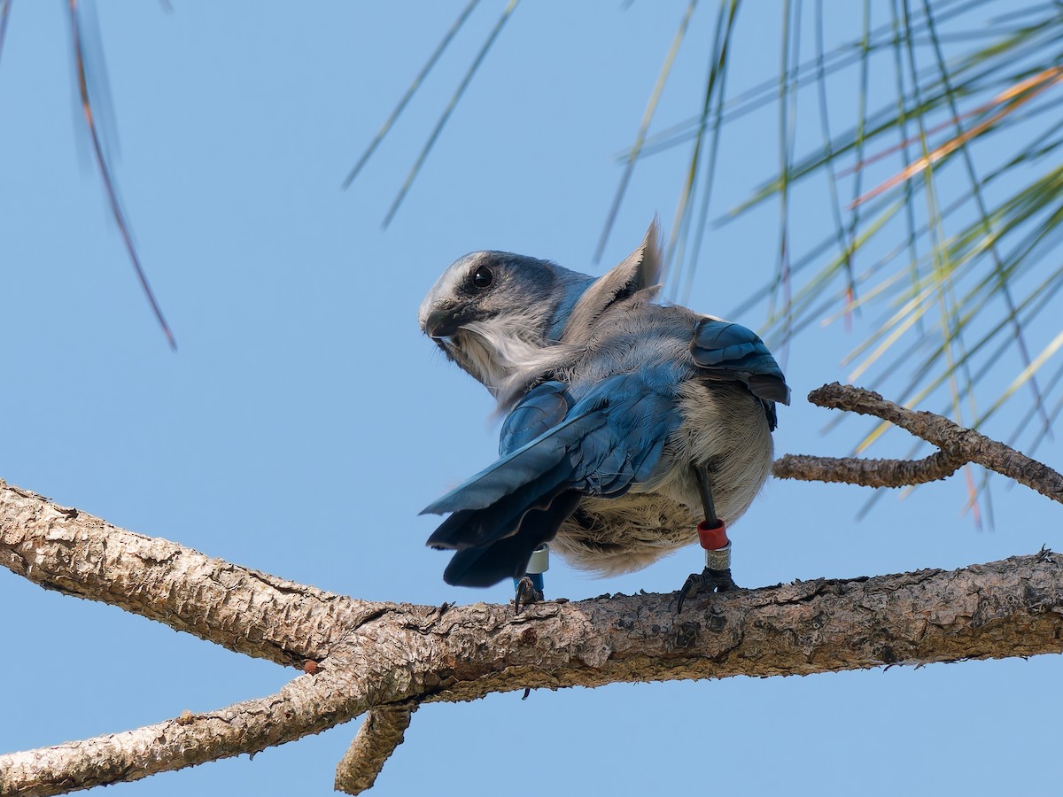 Florida Scrub-Jay - ML644621851