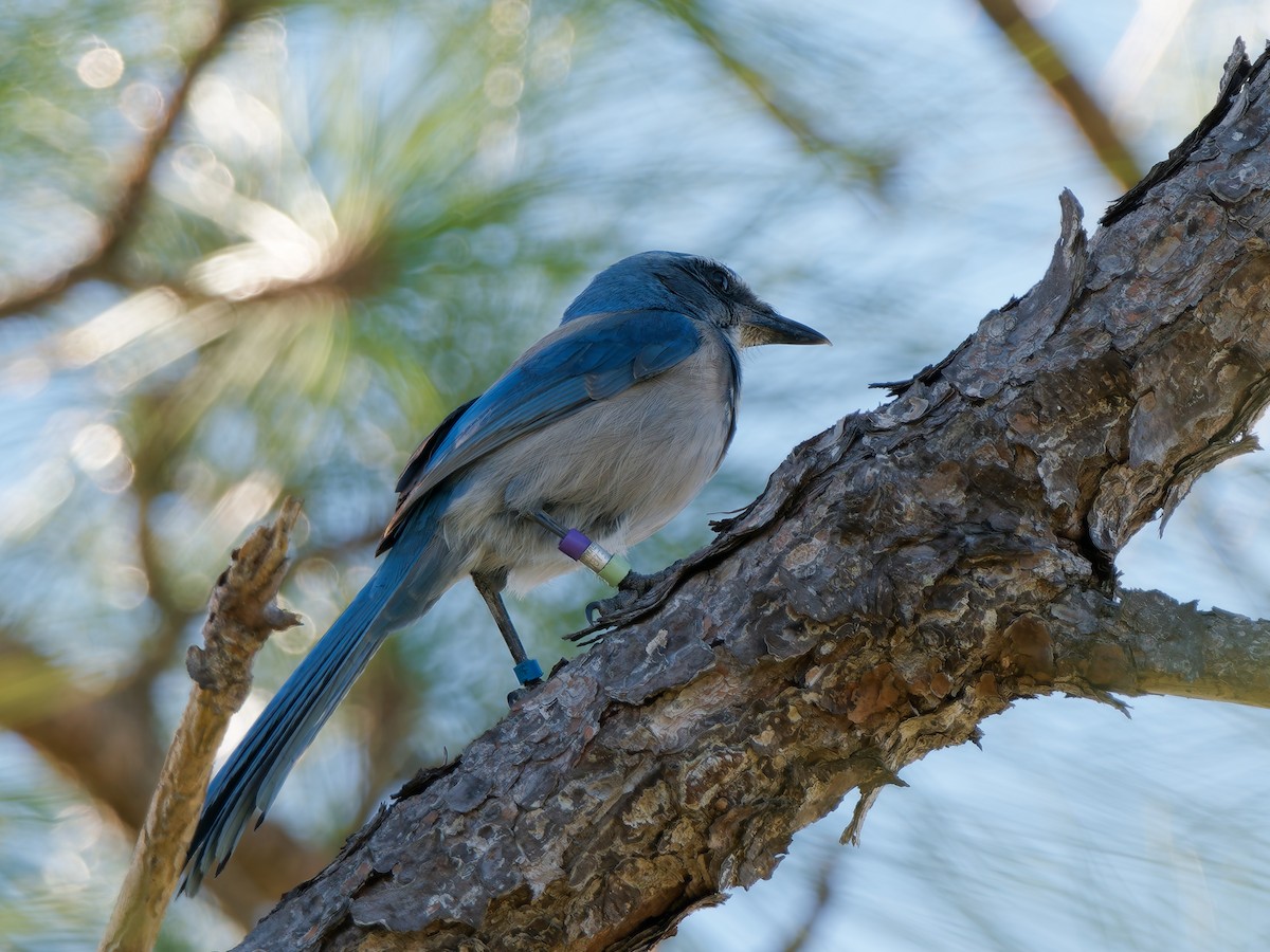 Florida Scrub-Jay - ML644621852
