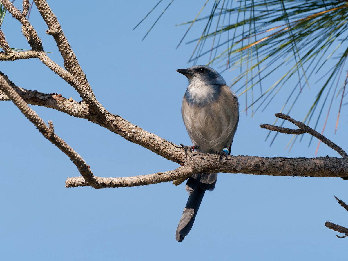 Florida Scrub-Jay - ML644621853