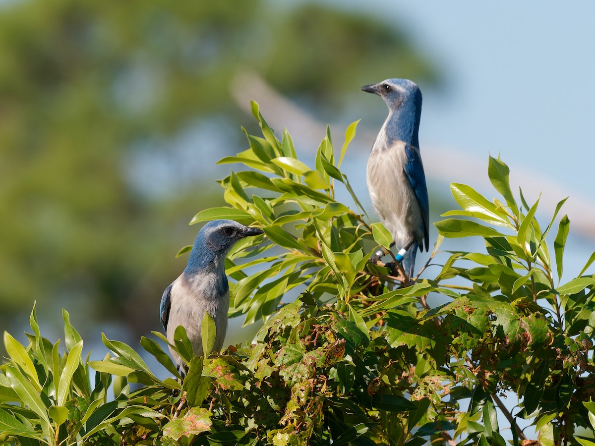 Florida Scrub-Jay - ML644621854