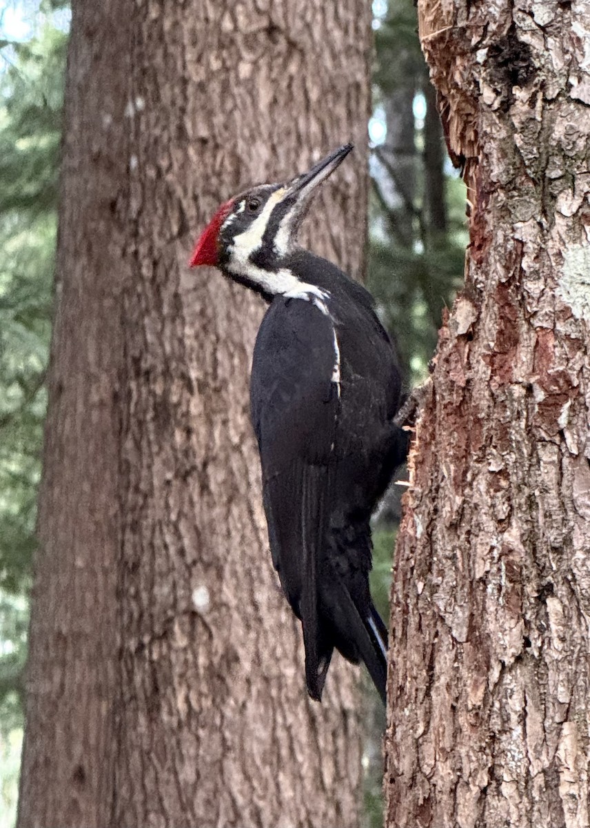 Хохлатая желна - ML644621856