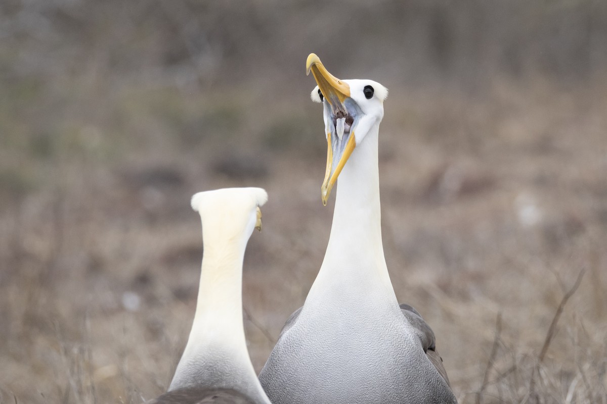 Waved Albatross - ML644621857