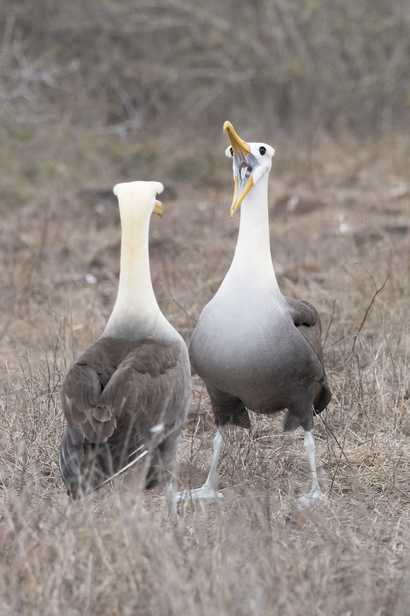 Waved Albatross - ML644621871