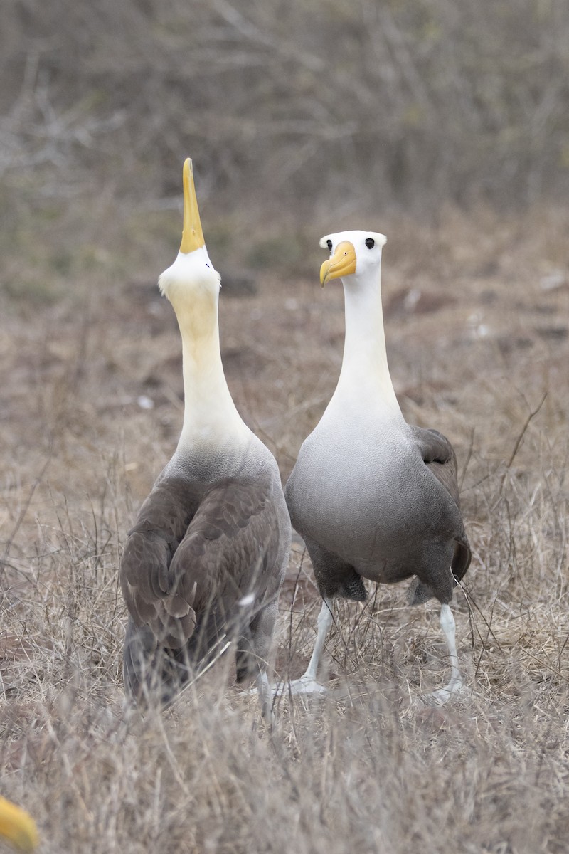 Waved Albatross - ML644621872