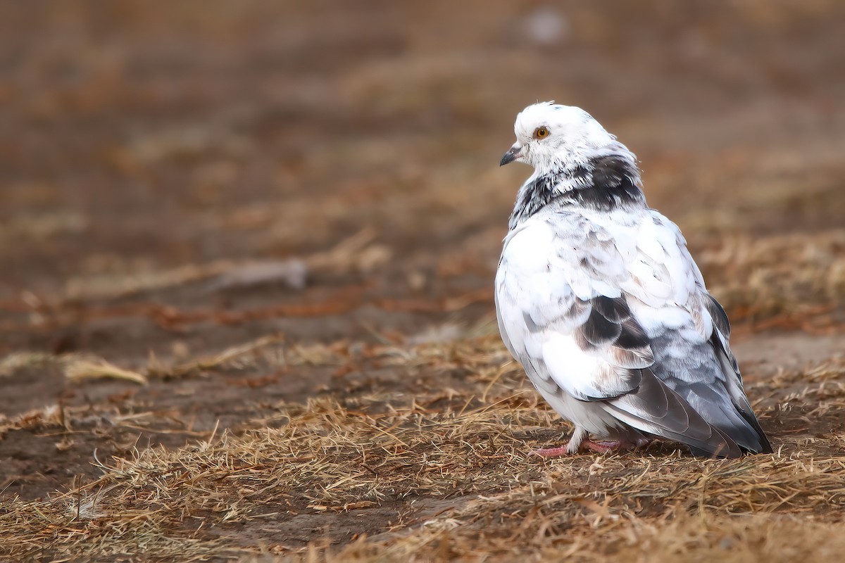 Голуб сизий (міський) - ML644621874