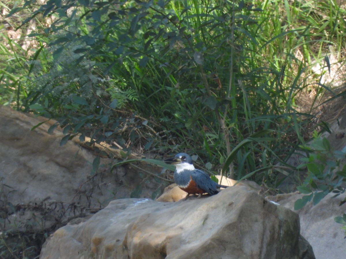 rybařík obojkový - ML644621878