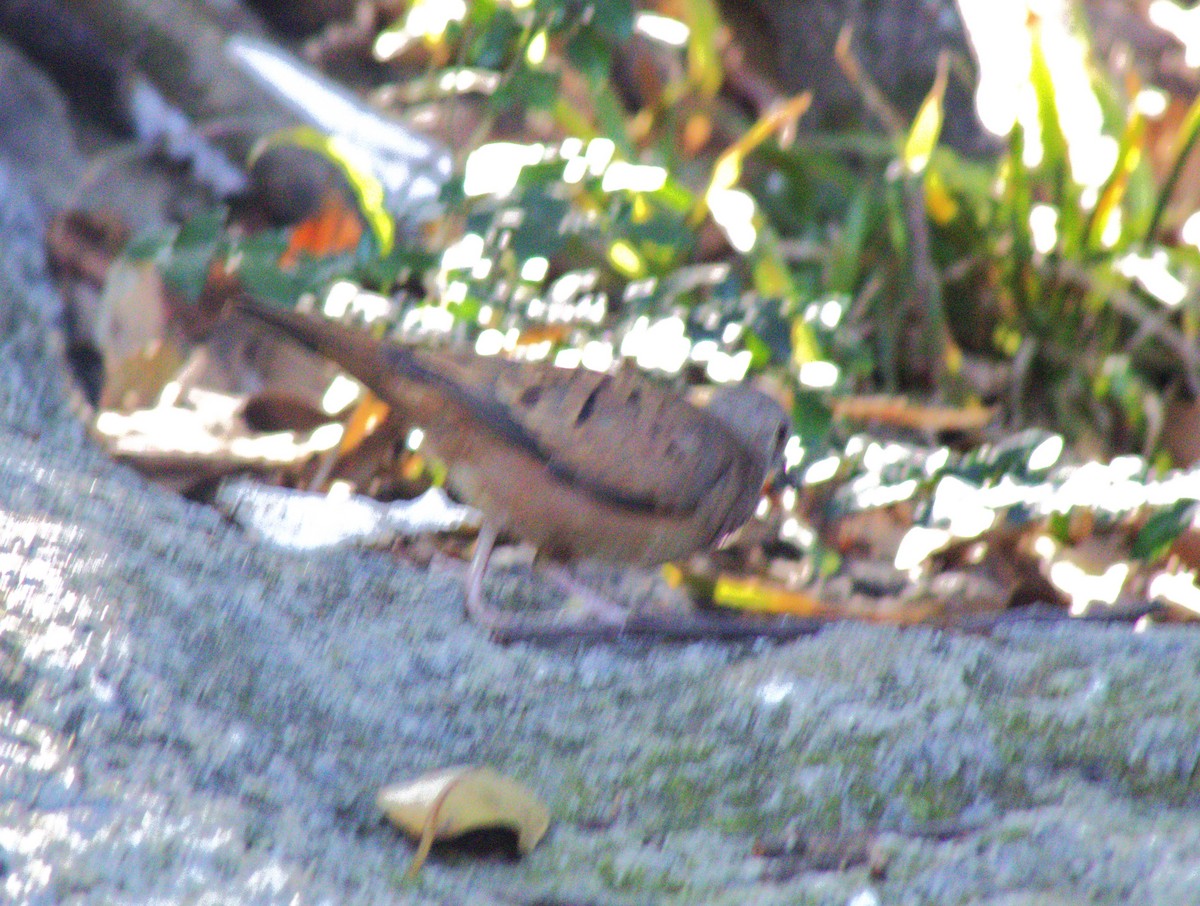 Plain-breasted Ground Dove - ML644621899
