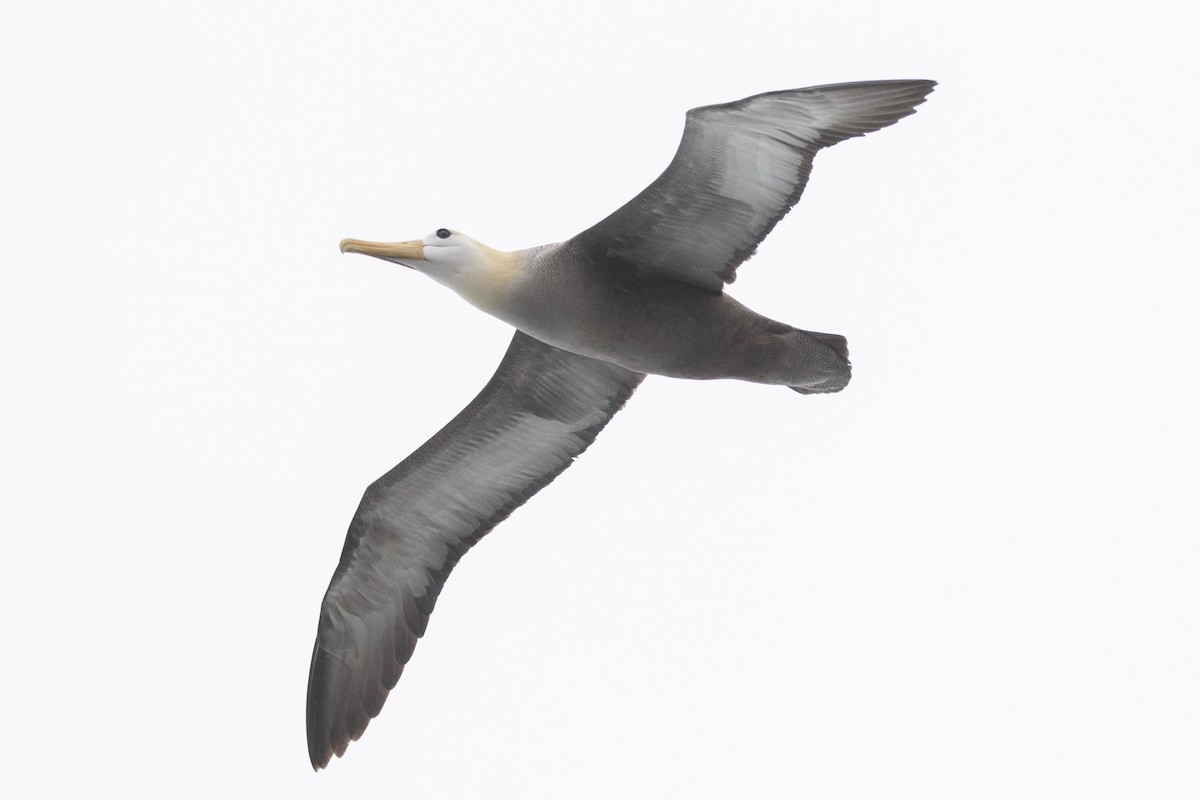 Waved Albatross - ML644621917