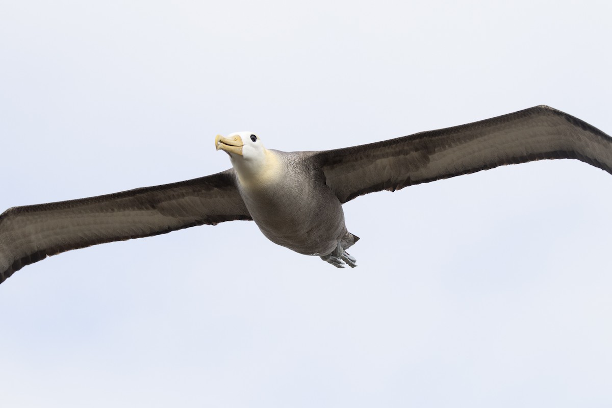 Waved Albatross - ML644621918