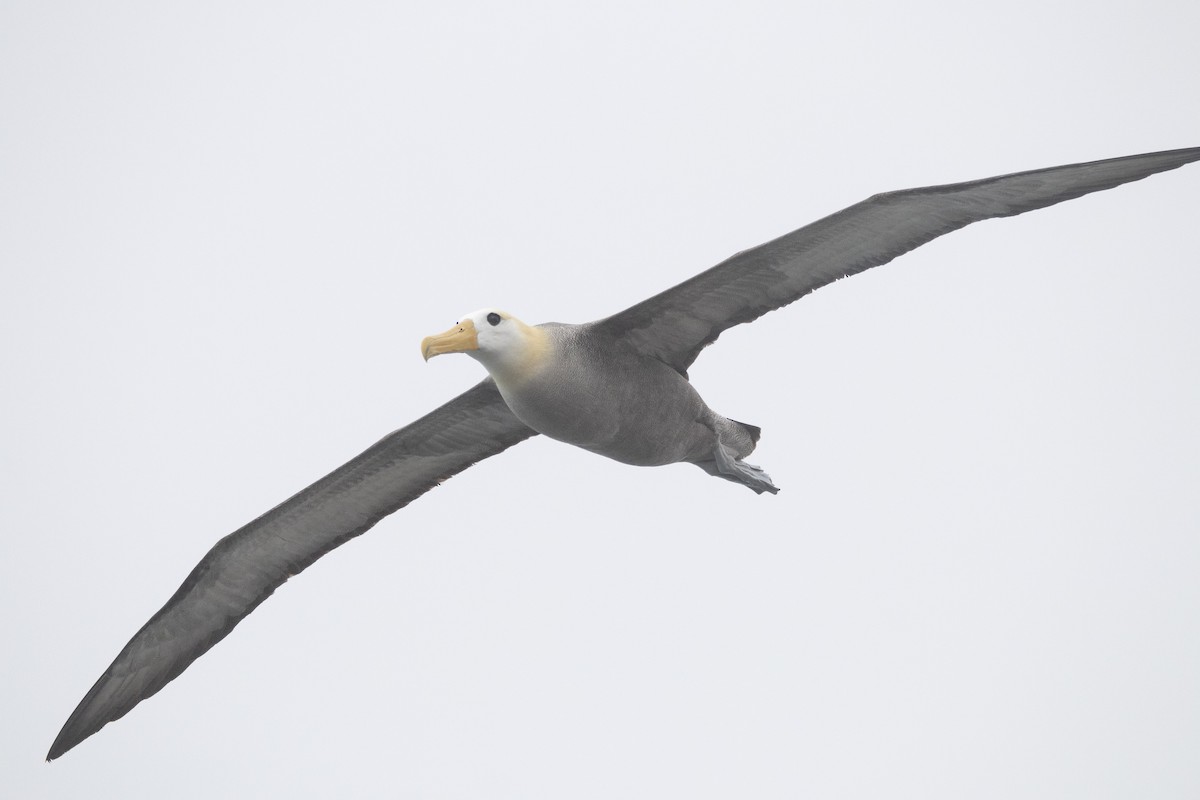 Waved Albatross - ML644621919