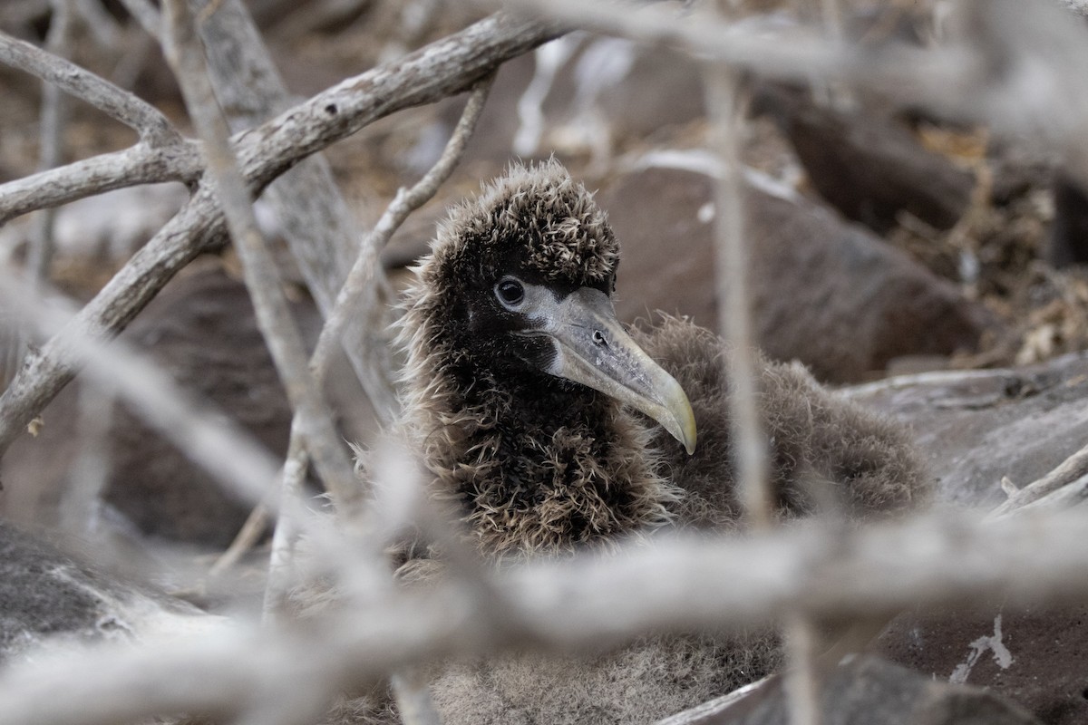 Waved Albatross - ML644621920