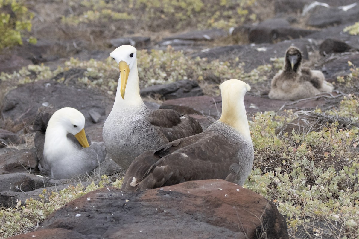 Waved Albatross - ML644621921