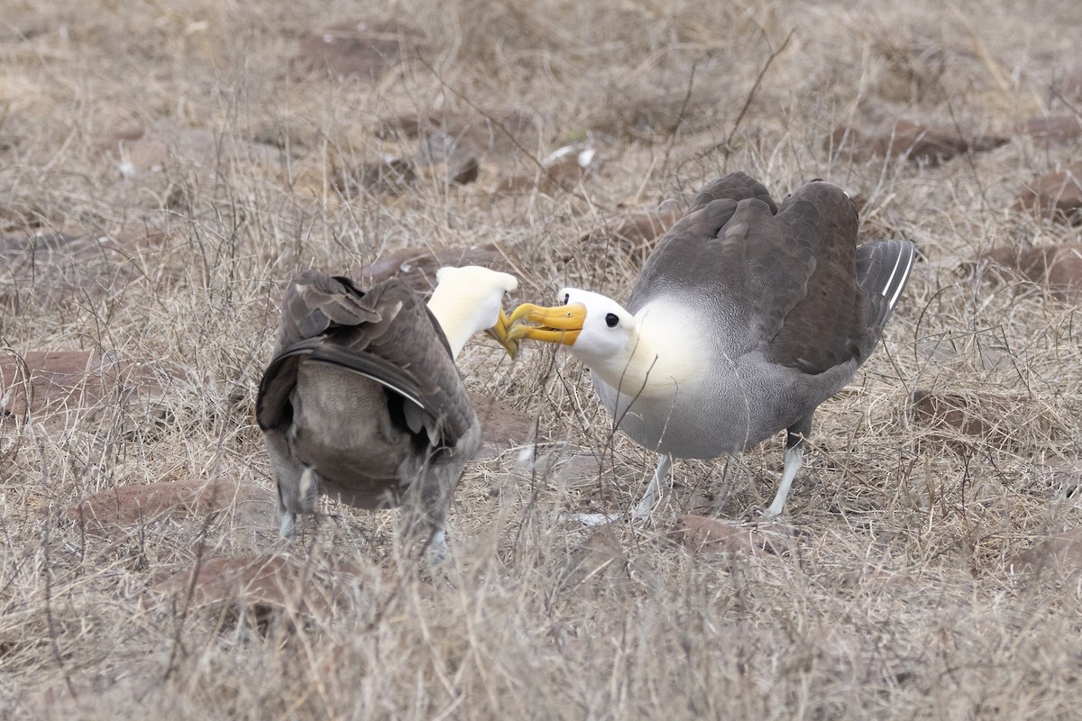 Waved Albatross - ML644621922