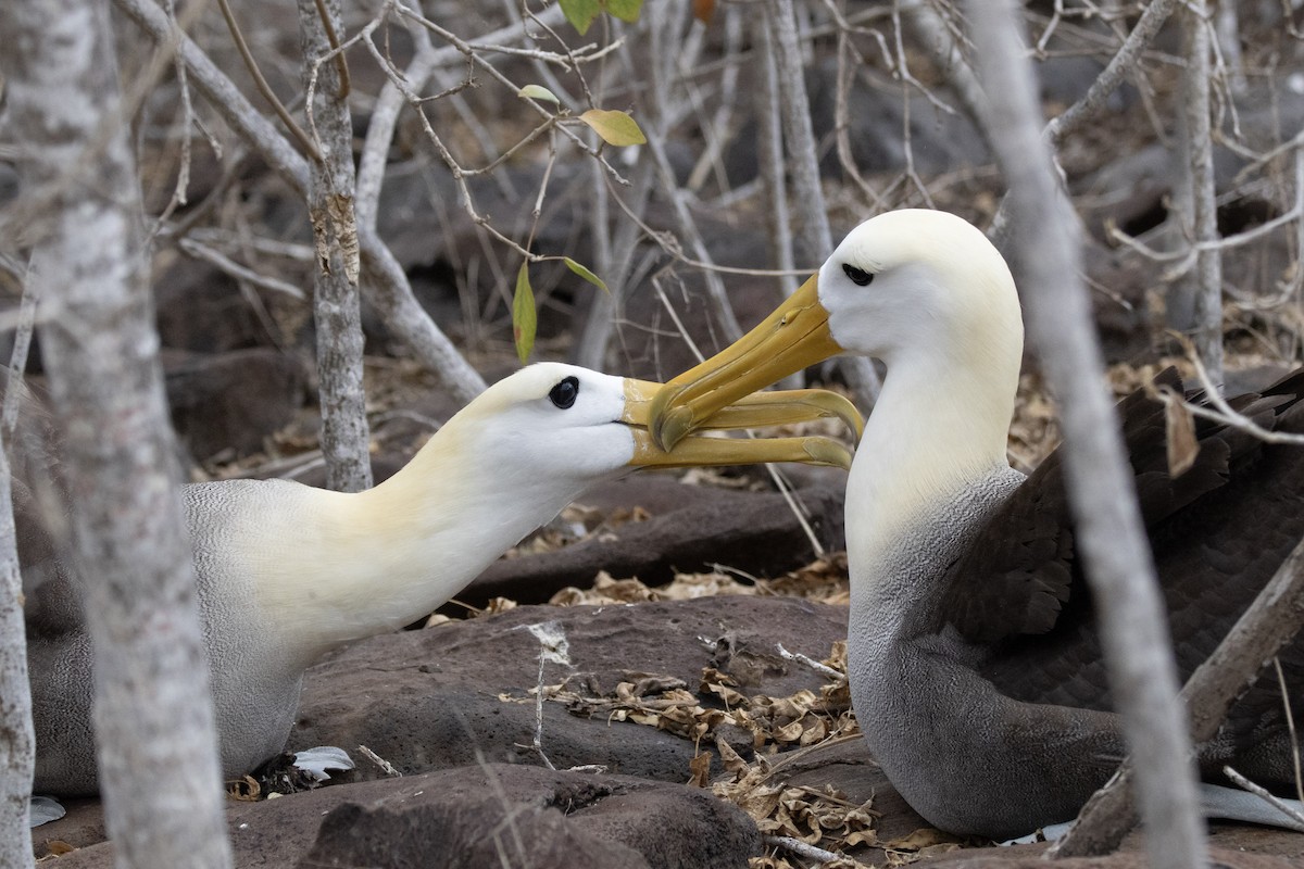 Waved Albatross - ML644621923