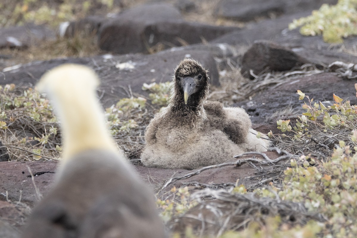 Waved Albatross - ML644621924