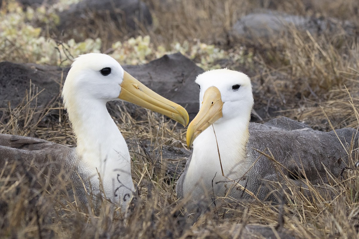 Waved Albatross - ML644621925