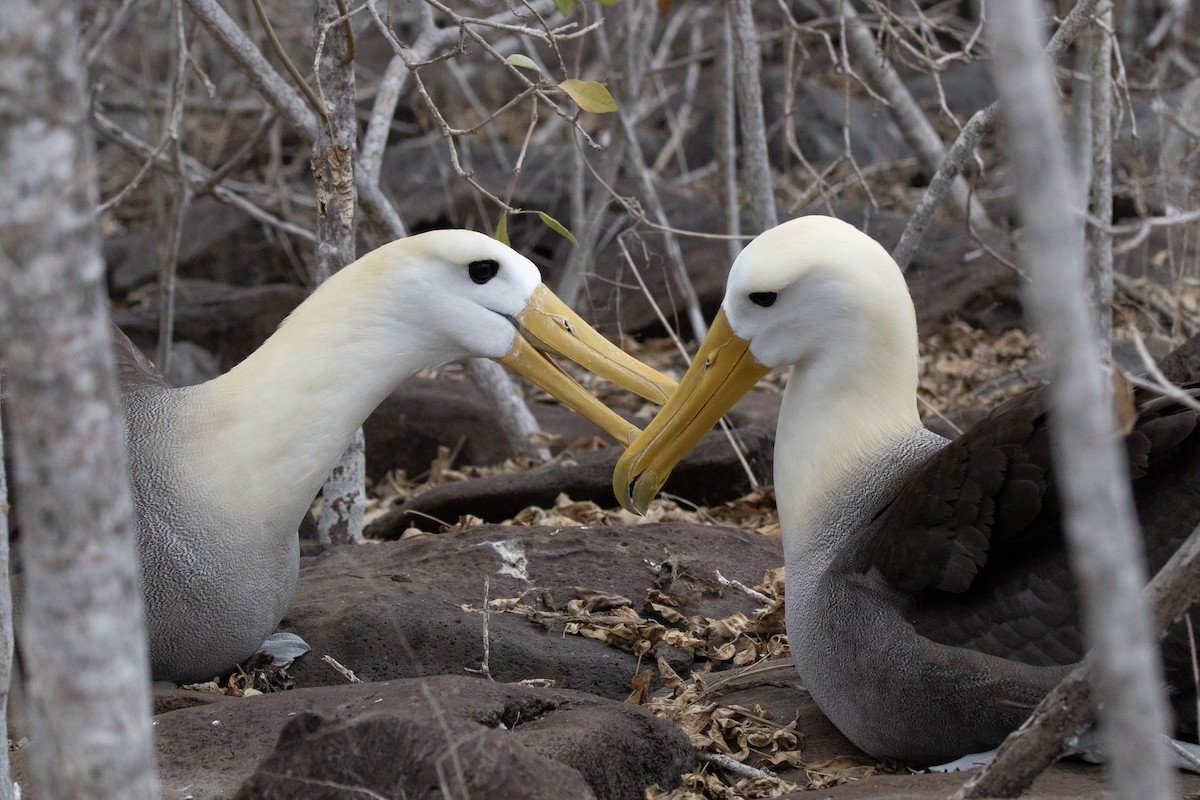Waved Albatross - ML644621926