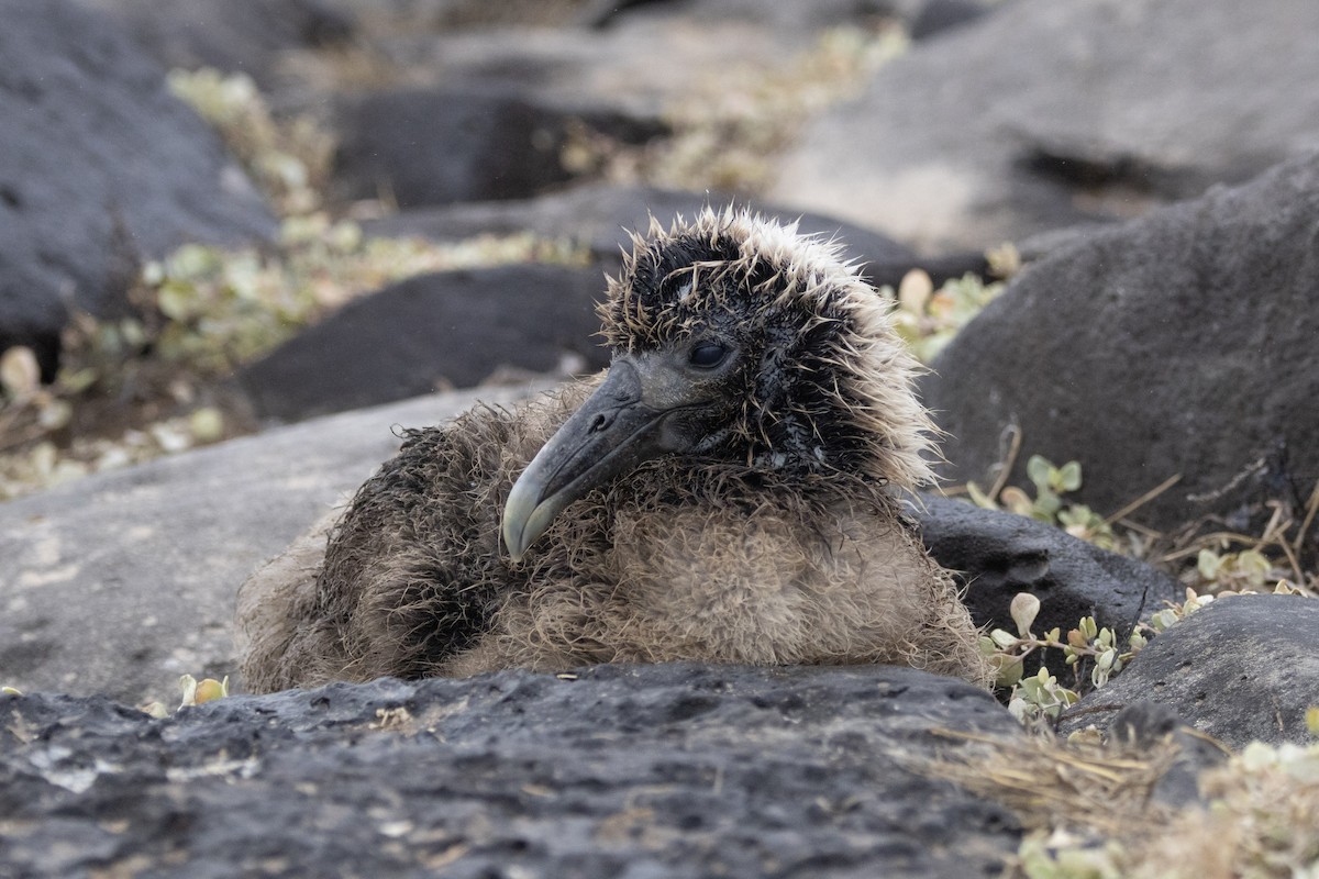 Waved Albatross - ML644621927