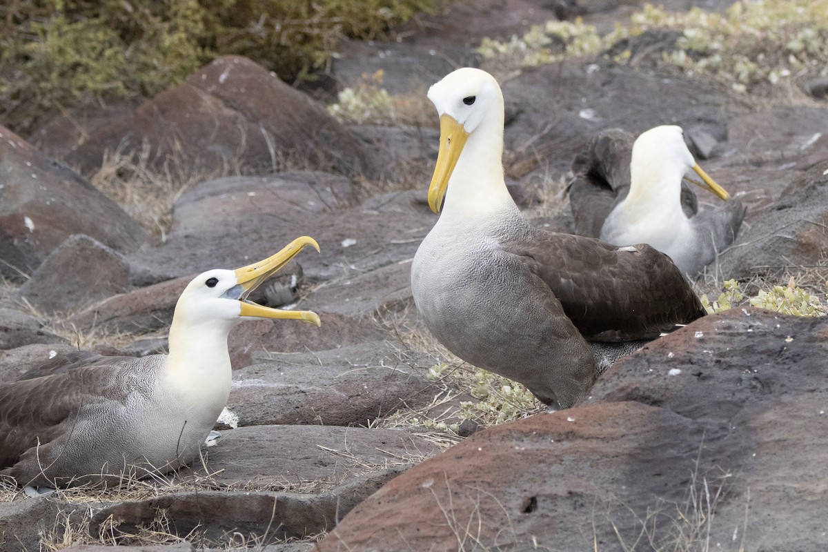 Waved Albatross - ML644621928