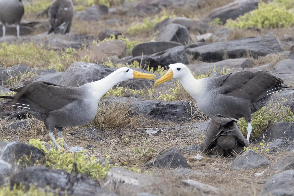 Waved Albatross - ML644621929