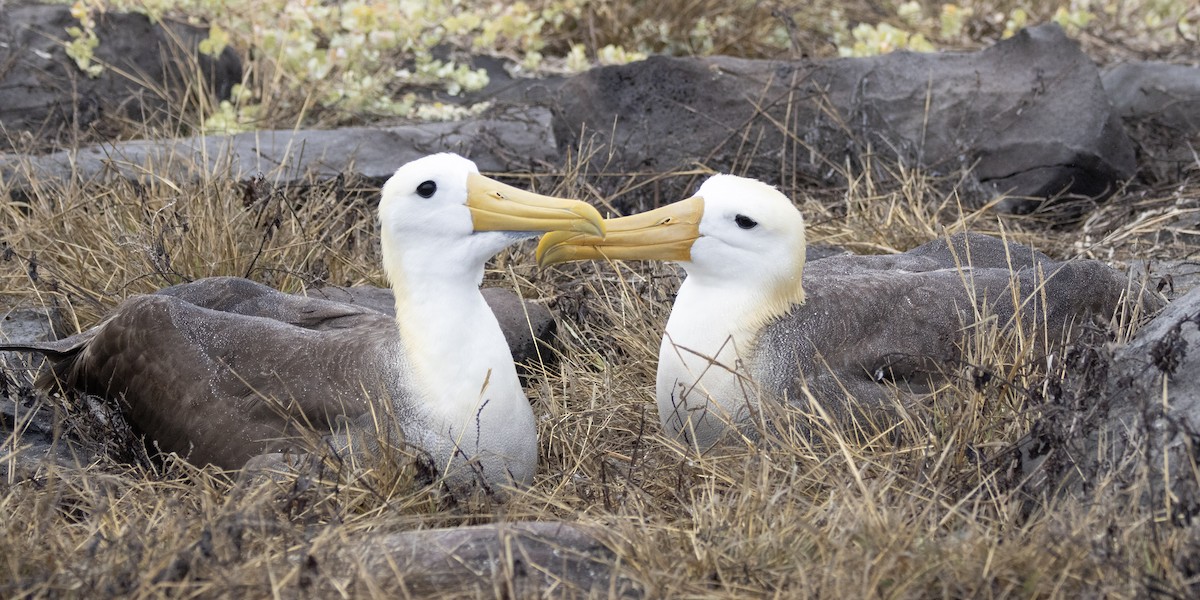 Waved Albatross - ML644621930