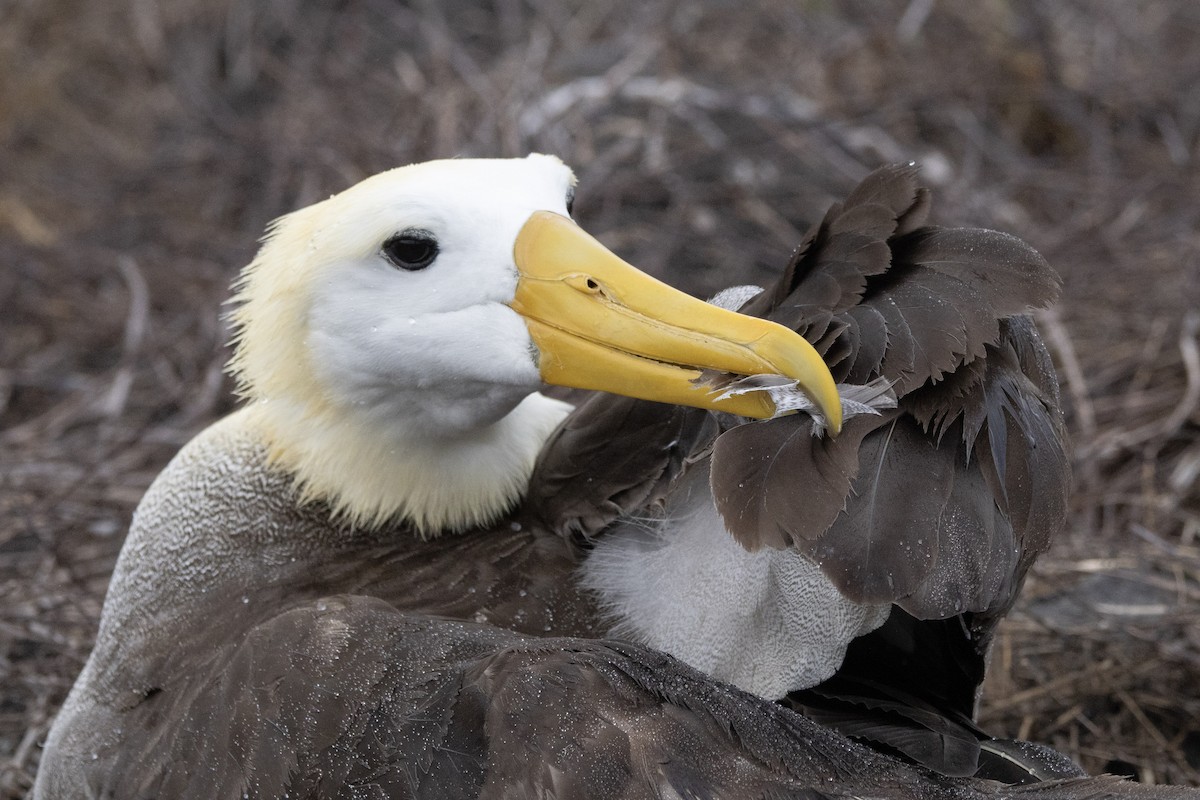 Waved Albatross - ML644621931
