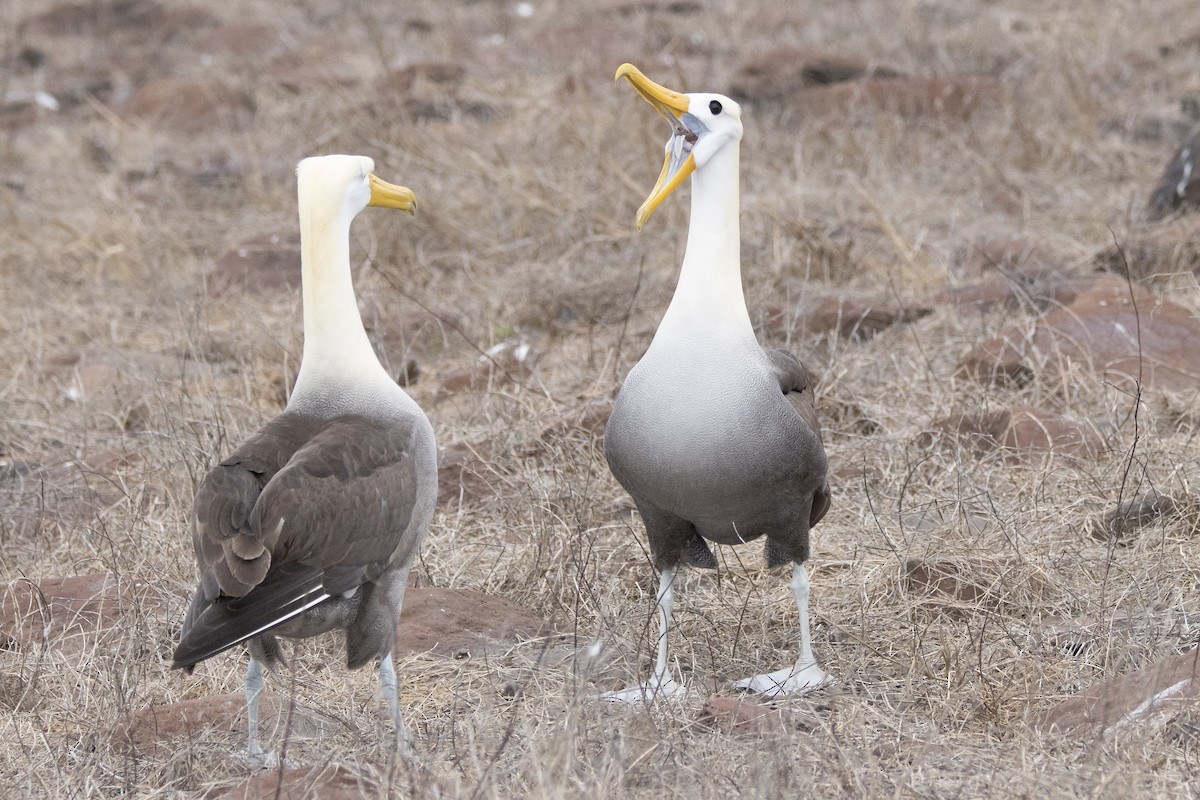 Waved Albatross - ML644621932
