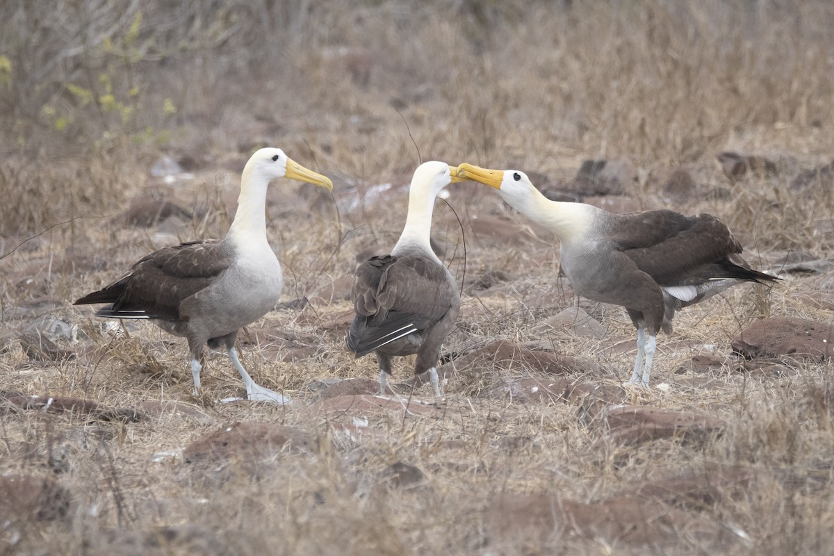 Waved Albatross - ML644621933