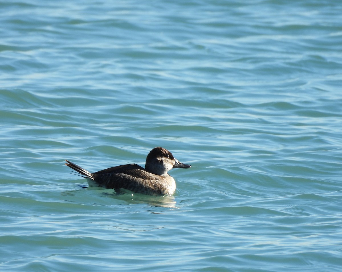 Amerika Dikkuyruğu - ML644621934