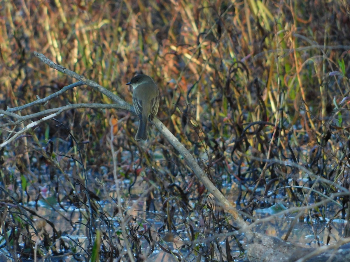 Mosquero Fibí - ML644621942