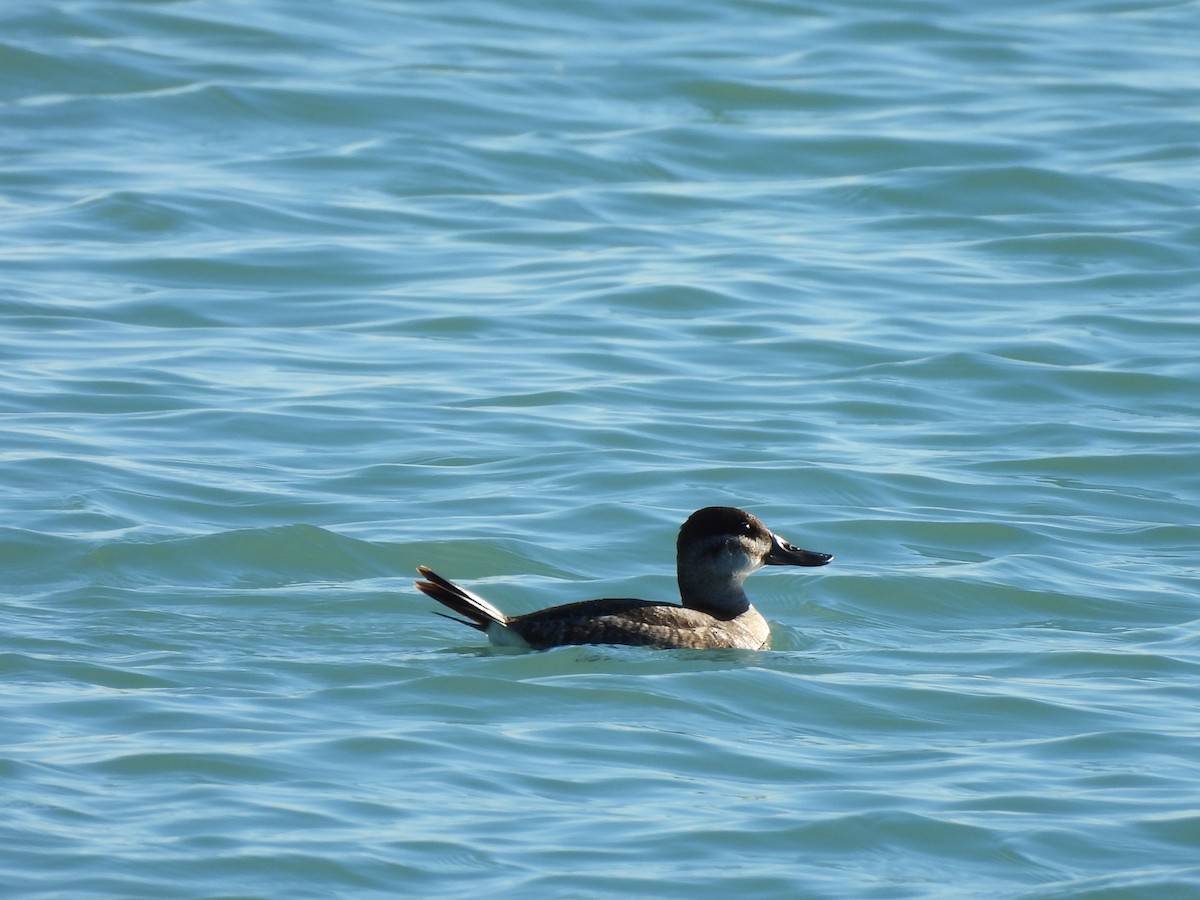 Amerika Dikkuyruğu - ML644621945