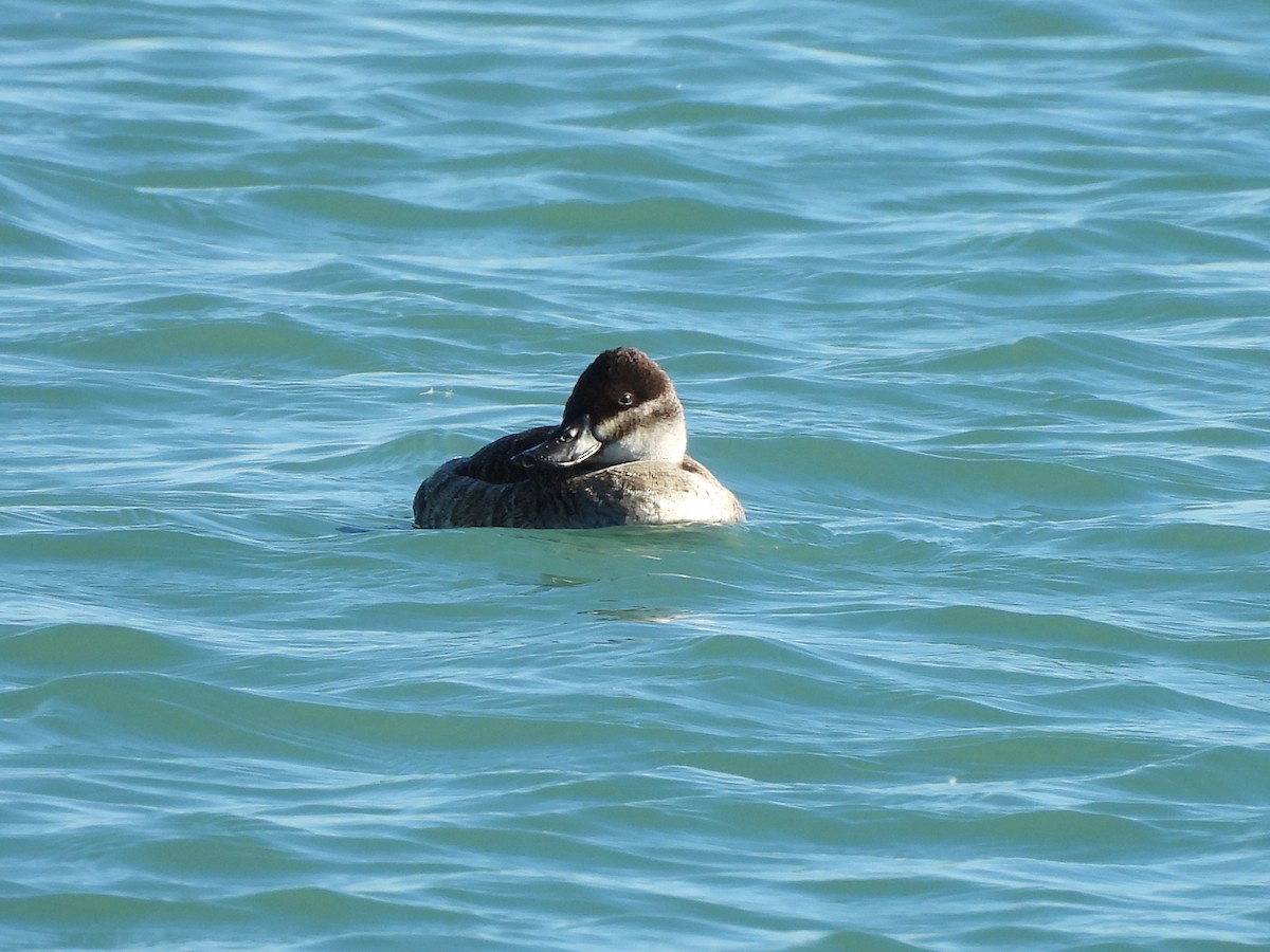 Amerika Dikkuyruğu - ML644621949
