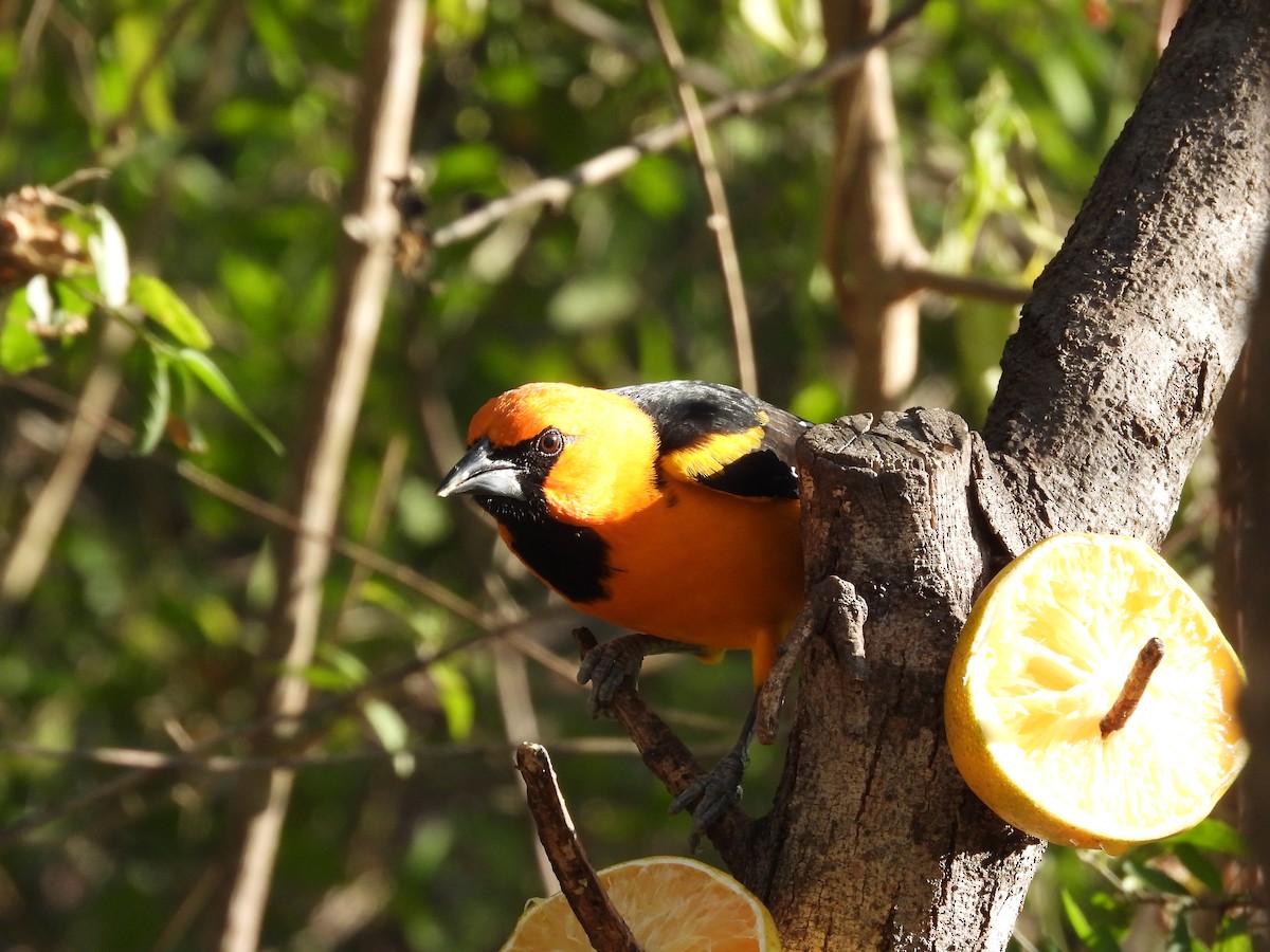 Altamira Oriole - ML644621951