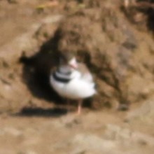 ミスジチドリ（tricollaris） - ML644621953