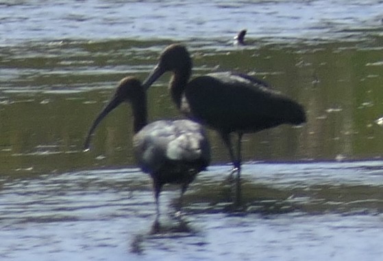 Çeltikçi/Ak Yüzlü Çeltikçi - ML644621956