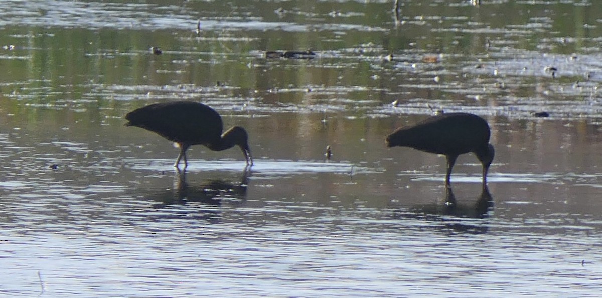 Çeltikçi/Ak Yüzlü Çeltikçi - ML644621957