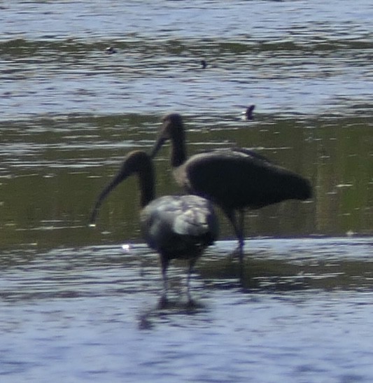 Çeltikçi/Ak Yüzlü Çeltikçi - ML644621958