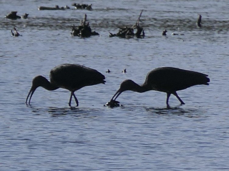 Çeltikçi/Ak Yüzlü Çeltikçi - ML644621959