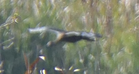 Çeltikçi/Ak Yüzlü Çeltikçi - ML644621960