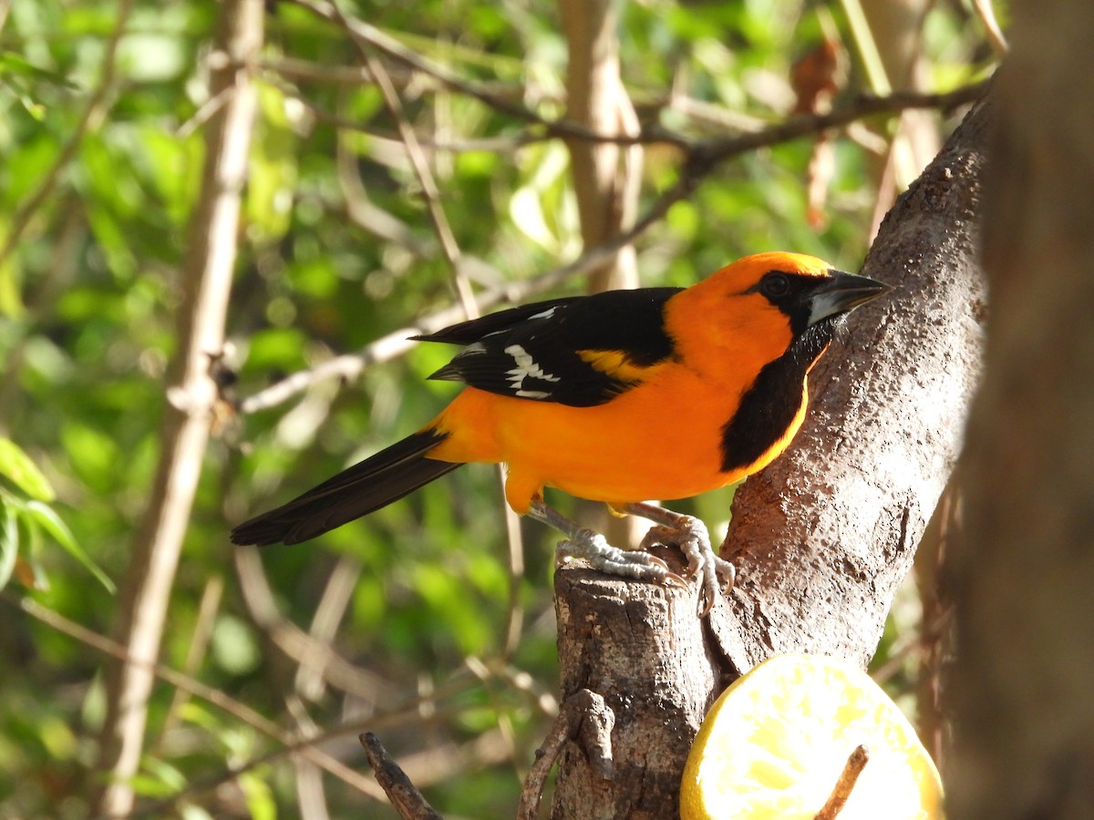 Altamira Oriole - ML644621963