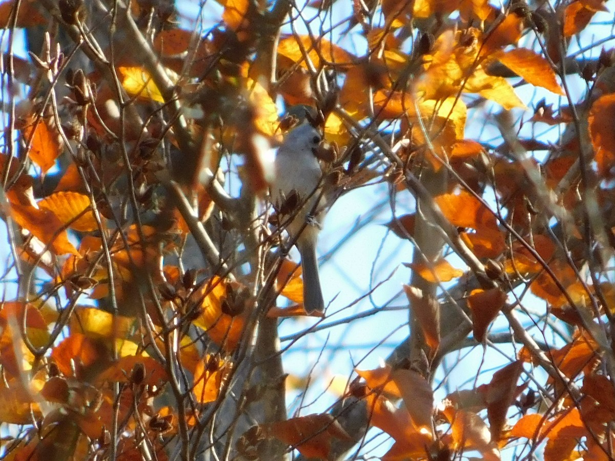 Tufted Titmouse - ML644621976