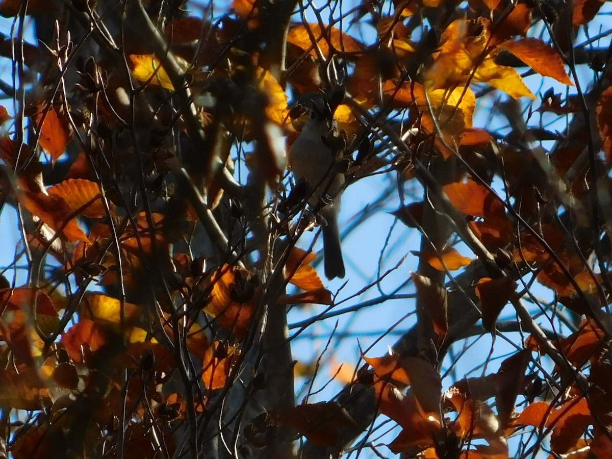 Tufted Titmouse - ML644621977