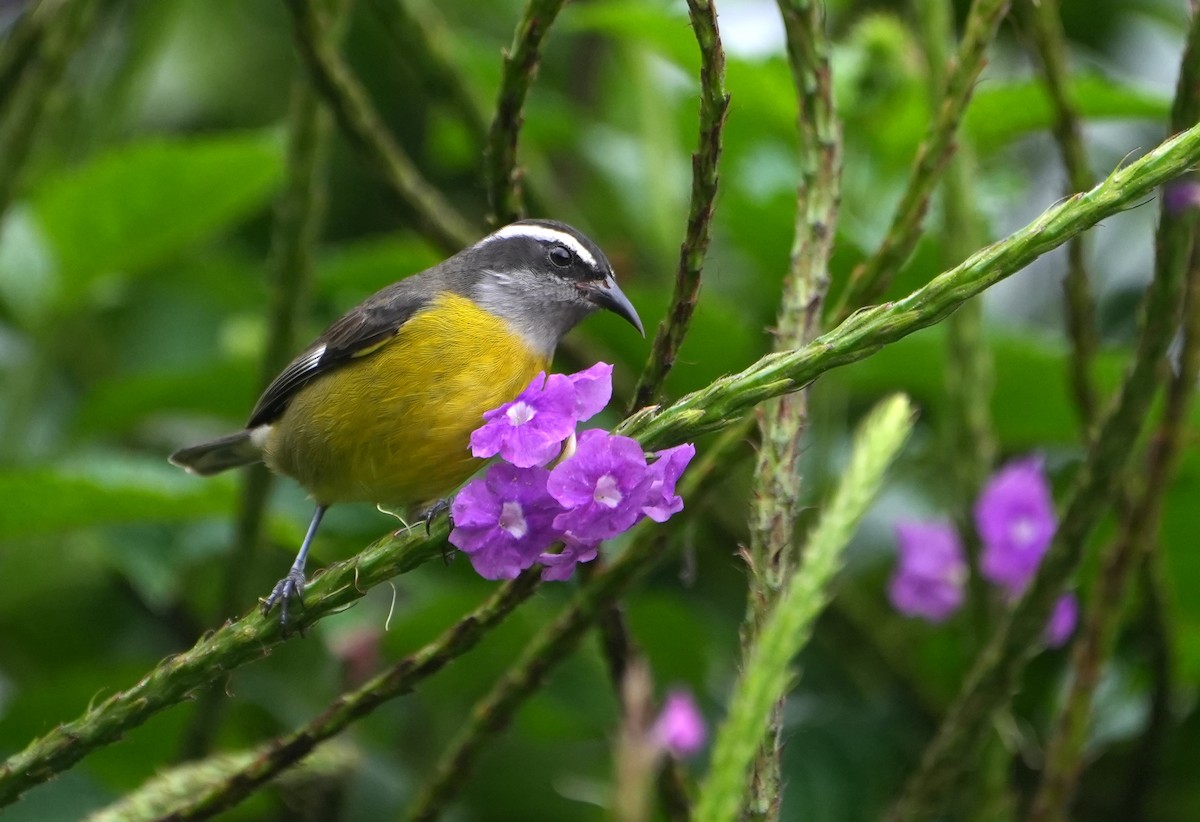 Sucrier à ventre jaune - ML644621978