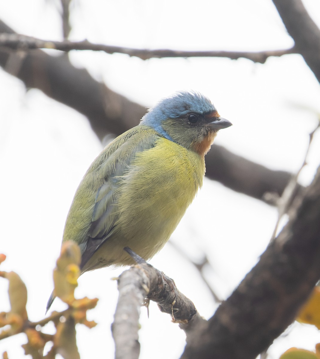 ルリゴシサンショクフウキンチョウ - ML644621979