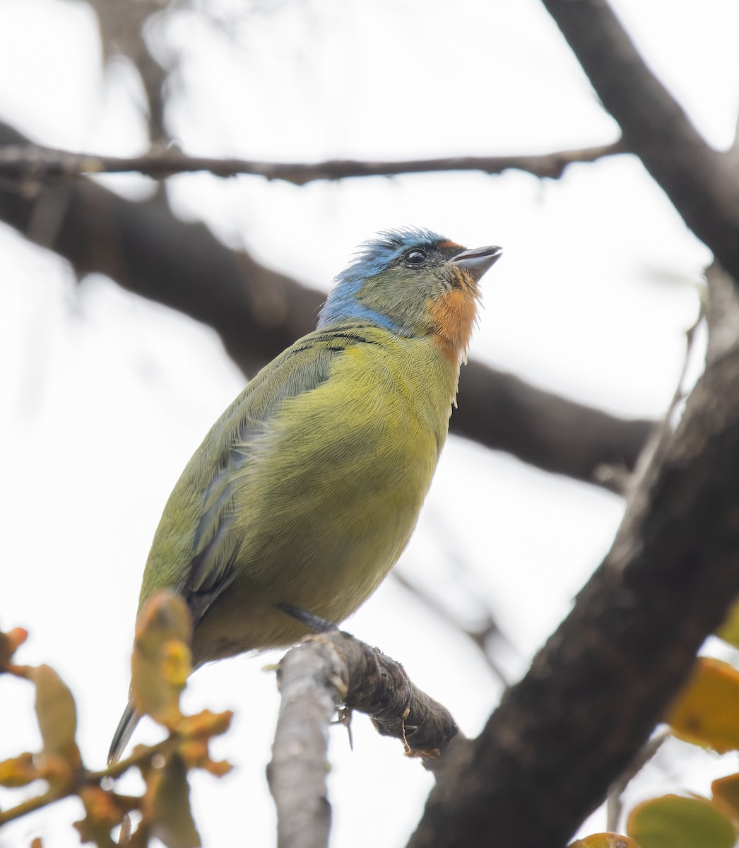 ルリゴシサンショクフウキンチョウ - ML644621980